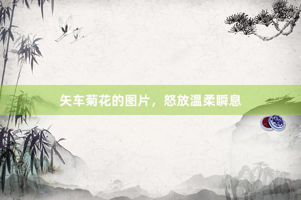 矢车菊花的图片，怒放温柔瞬息