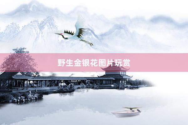 野生金银花图片玩赏