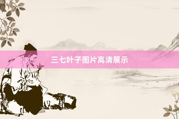 三七叶子图片高清展示