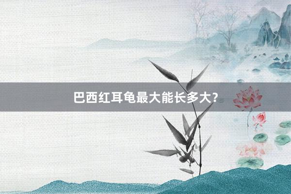 巴西红耳龟最大能长多大？
